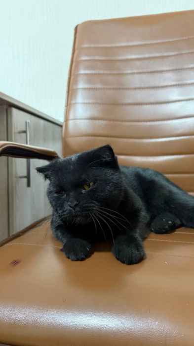 Предлагаем для вязки красавца-кота породы Scottish Fold