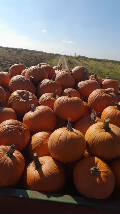 Dovleac halloween