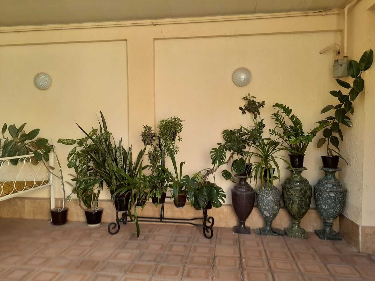 Продам декоративные растения