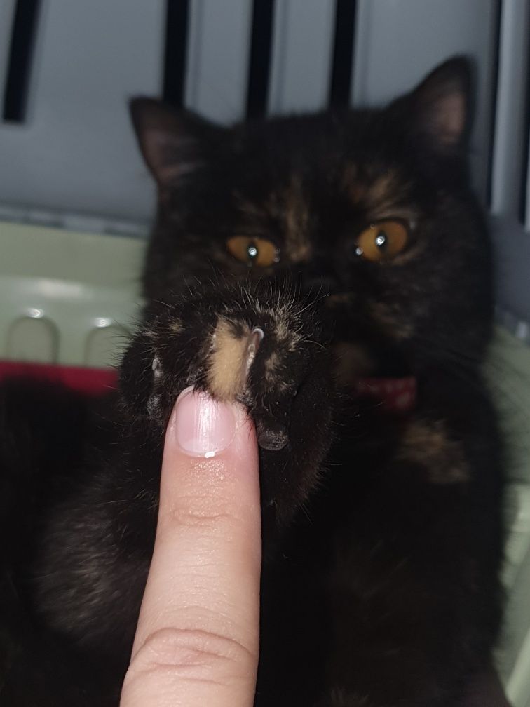 Кошка пародистая