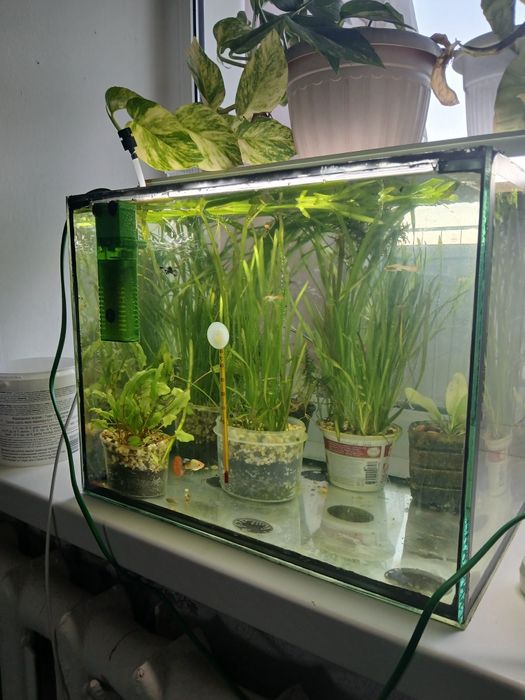 Аквариум с рыбками, креветки