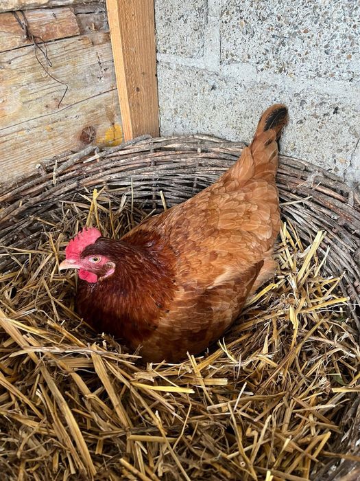 Vând Găini de Țară