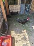 Vând oua pentru incubat de la rasa de găini MINORCA