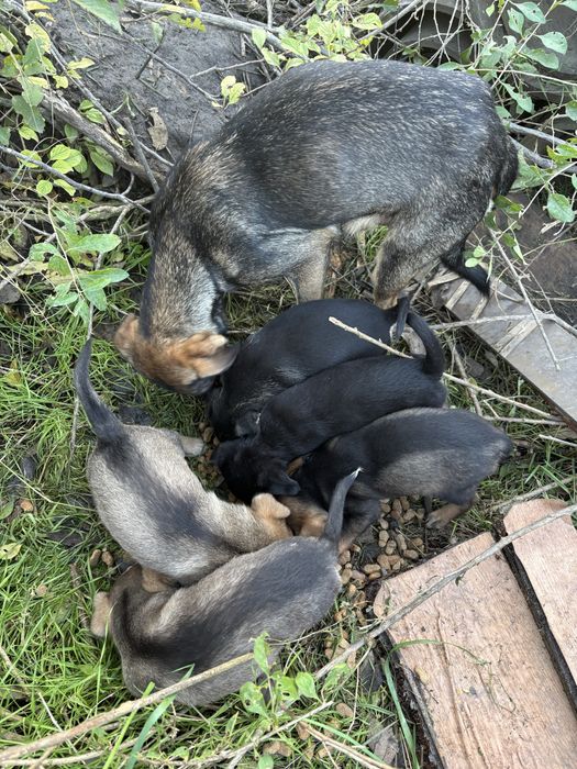 Кученца малка порода