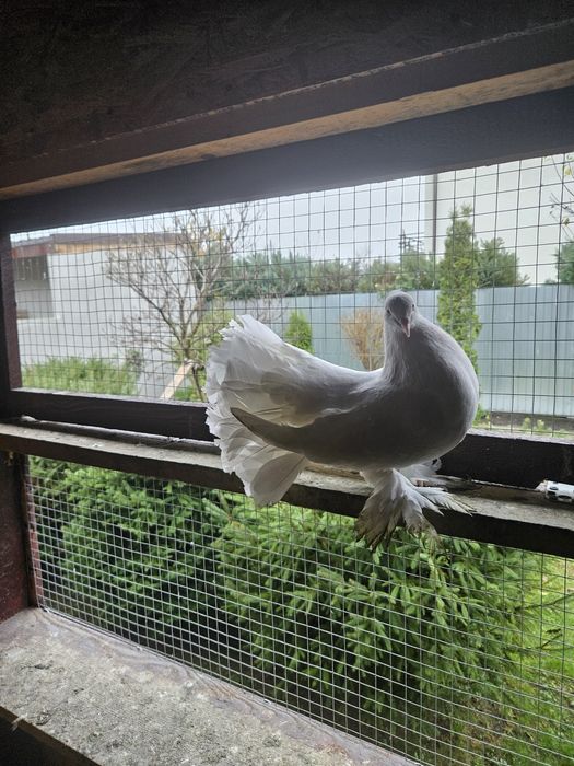 Vand sau schimb pe cereale 30 Porumbei 2024 si 2025 40 lei bucata