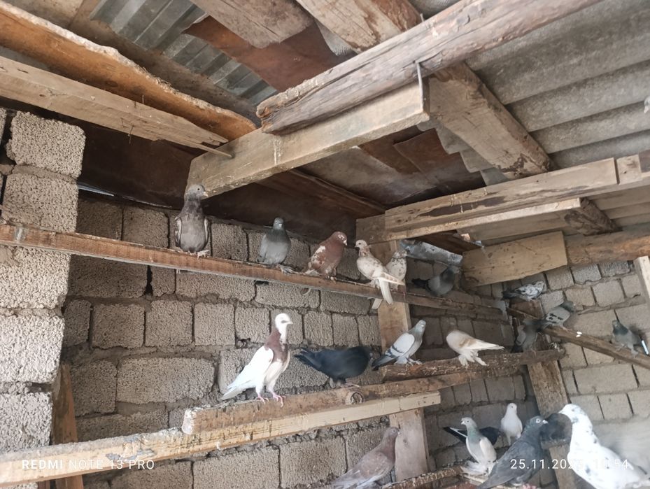 Кабутарлар сотилади