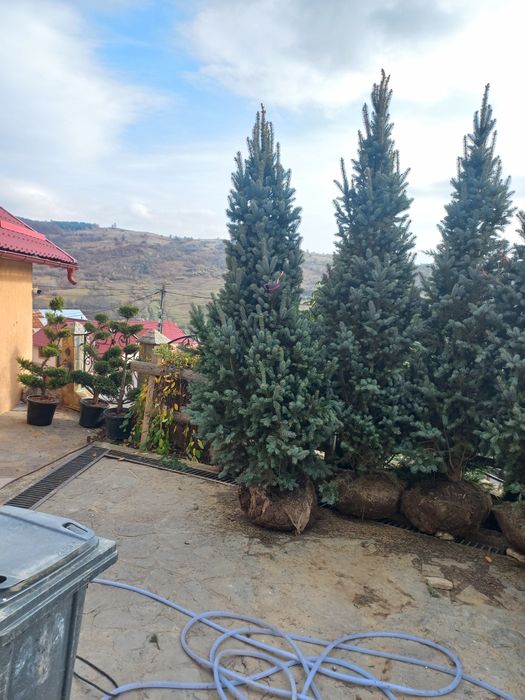 Tuia smarald dimensiuni Mari 2.30 3.00m oferim transport gratuit