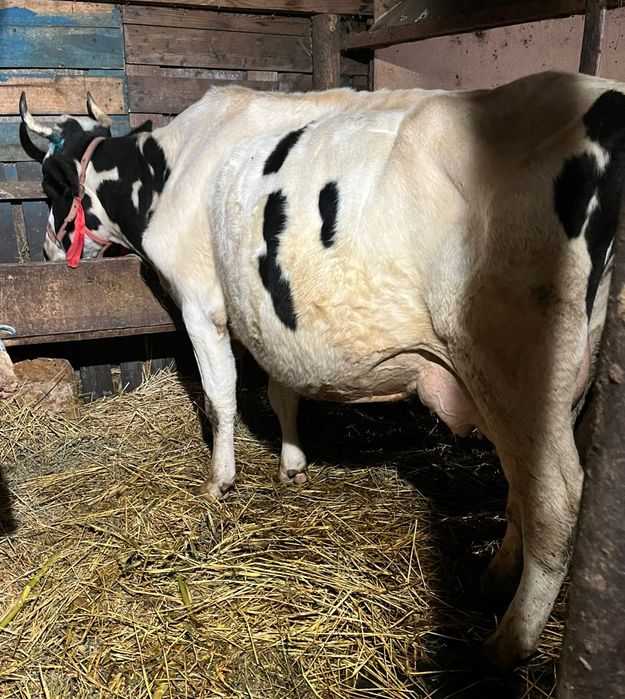 Vând văcuțeeeeeee