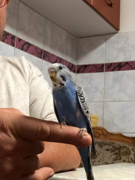 Vând perusi tineri și maturi,nimfe,rozela,cantatori,kakariki.