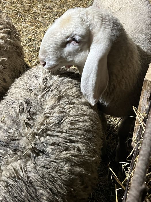 Vand 120 de oi si 3 berbeci tigaie sarbeasca