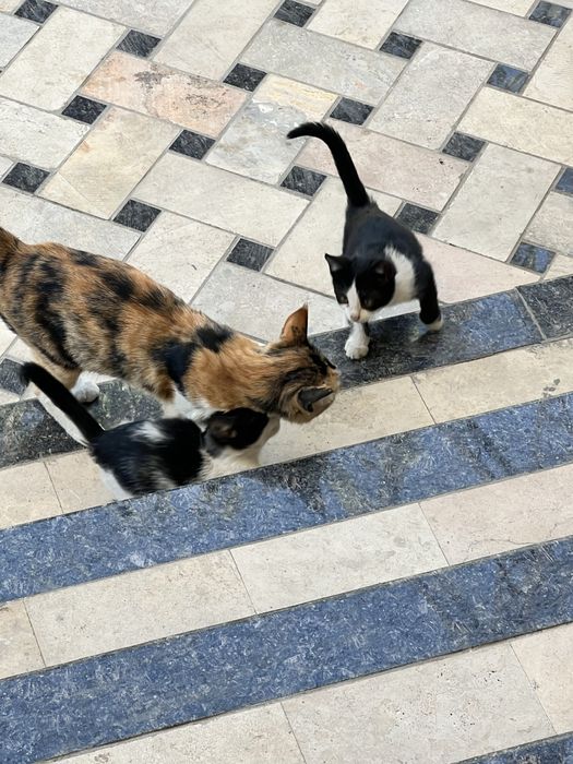 3 oylik mushuk bolalari