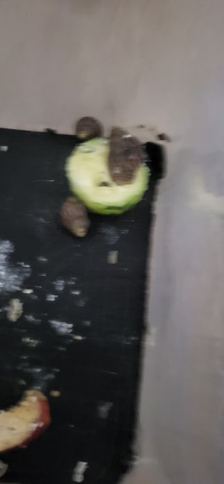 Улитка ахатина сатлады