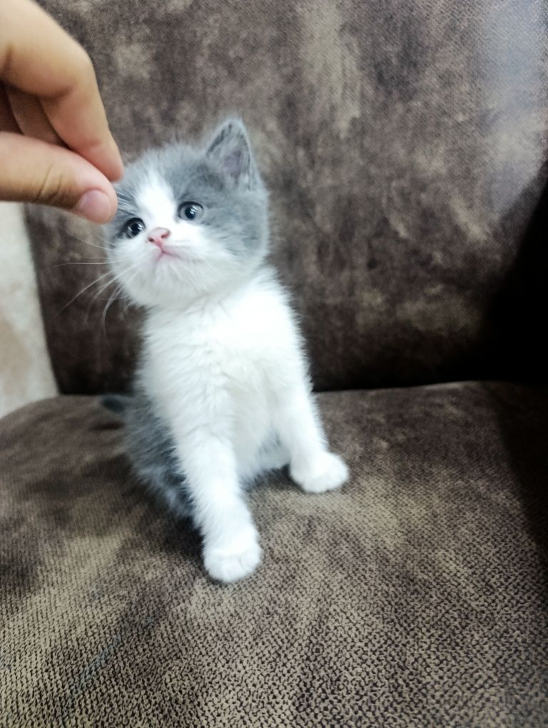 Породистые котята