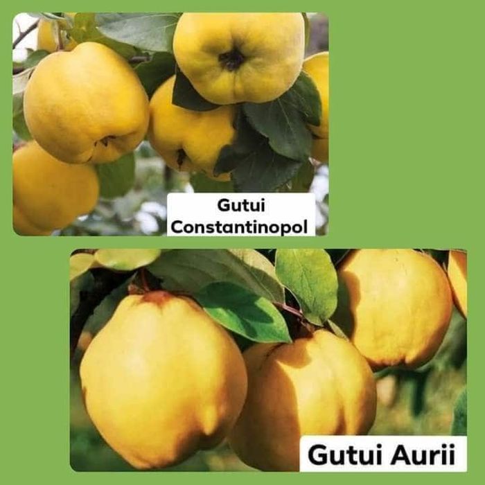 De vânzare Pomii Fructiferi Altoiți anul 2 si 3 direct de la PRODUCĂTO