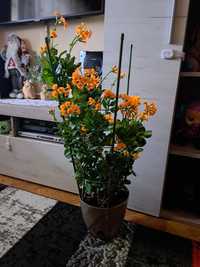 Kalanchoe planta decorativă