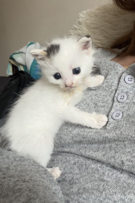 Отдам котят бесплатно