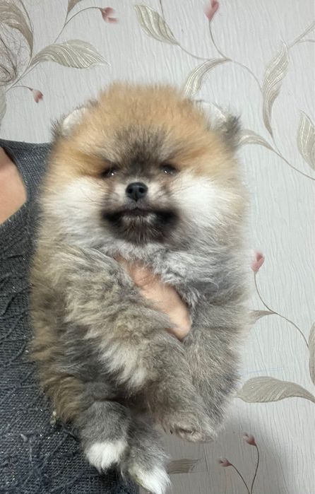 Малыш Померанчик