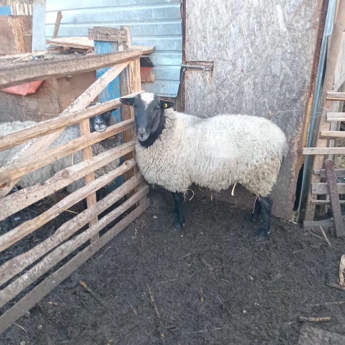 Vind berbec bun de reproductie