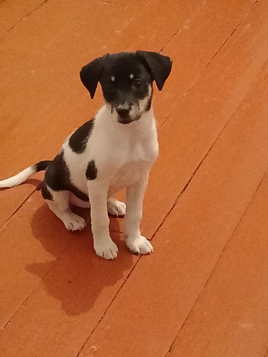 Щенок девочка, 3.5 месяца, стоит одна прививка есть паспорт, игривая