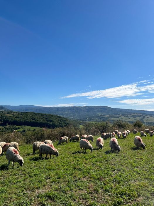 Vând oi breze 55 bucăți din care 2 berbeci miori