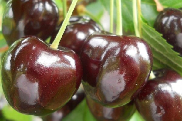 Pomi fructiferi deosebiti  Cires de August soiul  George
