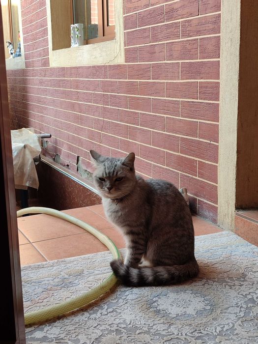 Кошка скотиш страйт