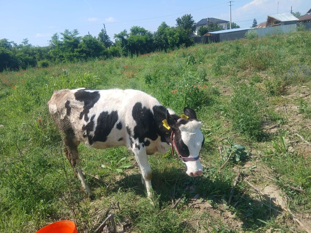 Vacă și vițea de vânzare