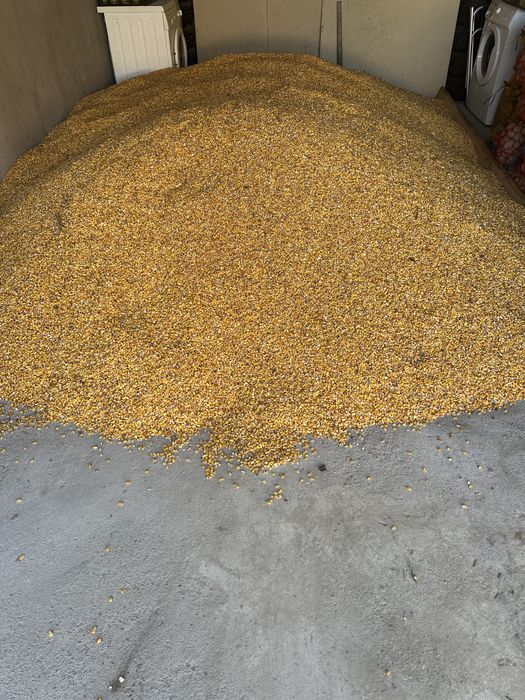 Vand porumb boabe productie 2025