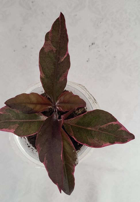 Псевдоэрантемум, комнатные цветы