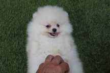 Pui Pomeranian talie mica