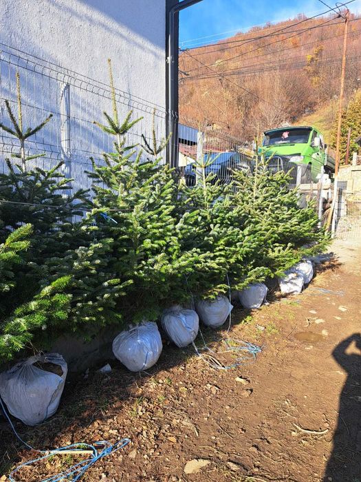 Vând Brazi argintii și verzi