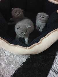 British shorthair blue