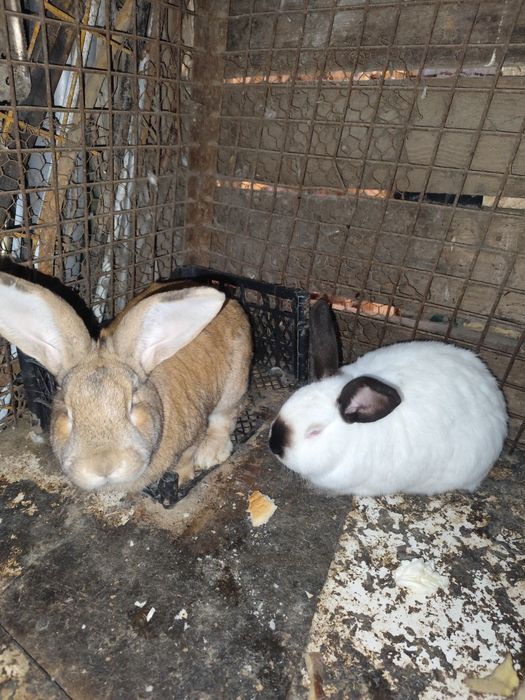 Vând găini și iepuri și rațe