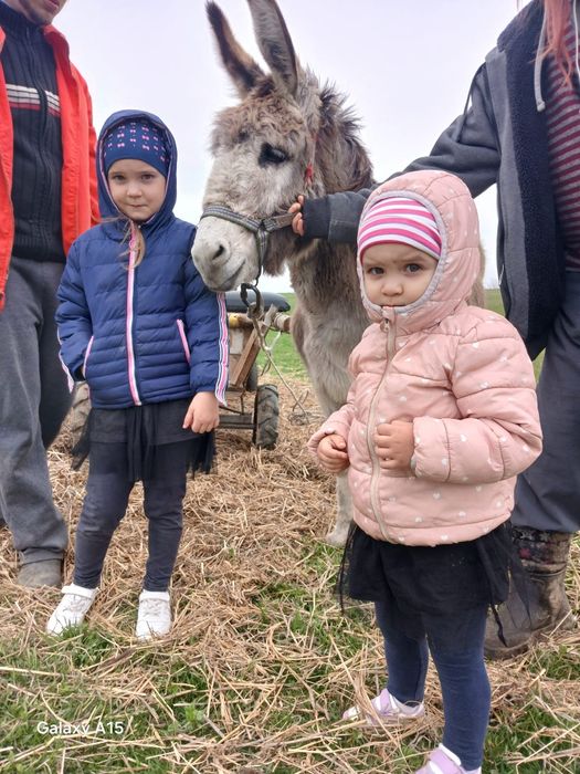 Măgăriță probabil gestanta