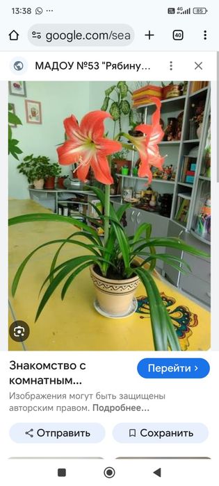 Гиппеаструм и Эурухарис луковицы обмен