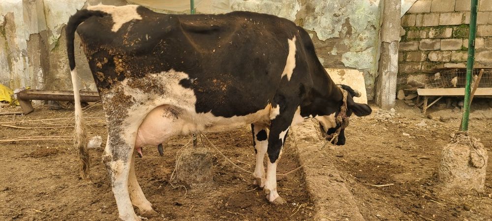 Zotli golishten Sigir sotiladi bolasi hukiz