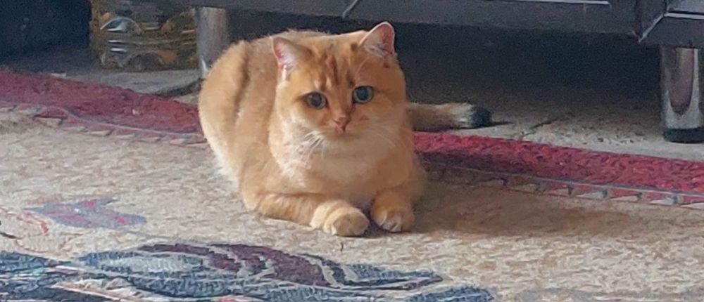 Британская Золотая Шиншилка