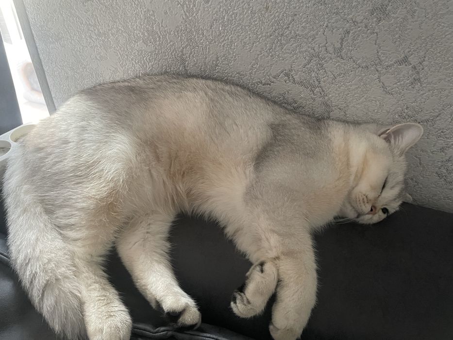 ВЯЗКА Чистокровная серебристая шиншилла