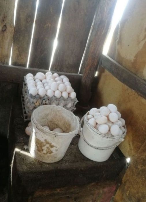 Молодые несушки легорн