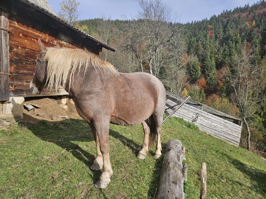 Vând mânz din cai semigrei