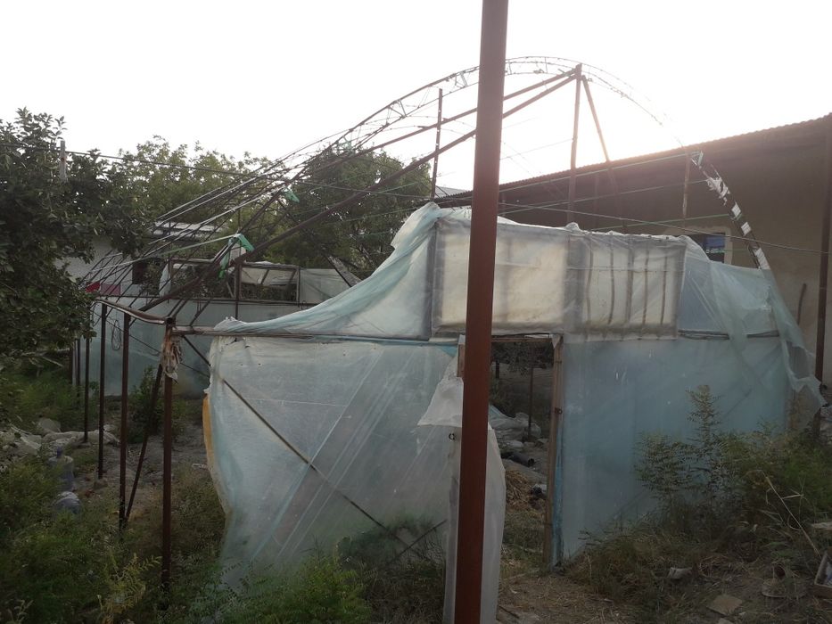 Иссикхона сотила