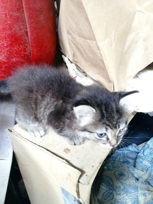 Котята от родителей крысоловов