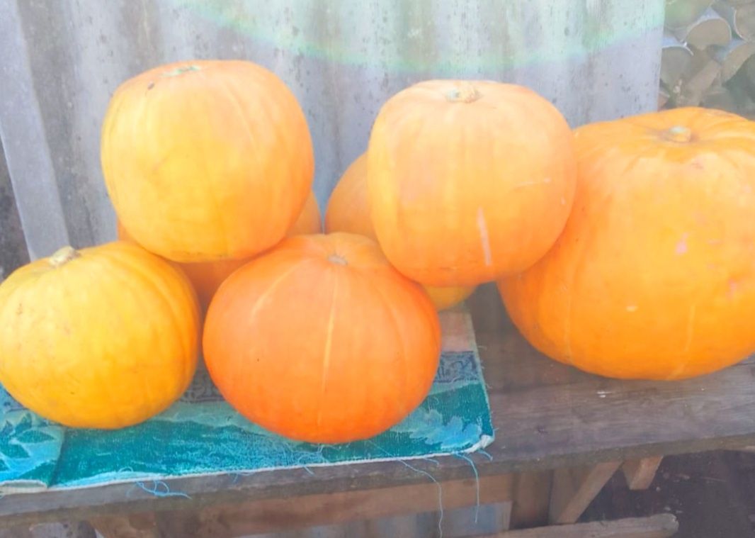 Продам тыкву медовую