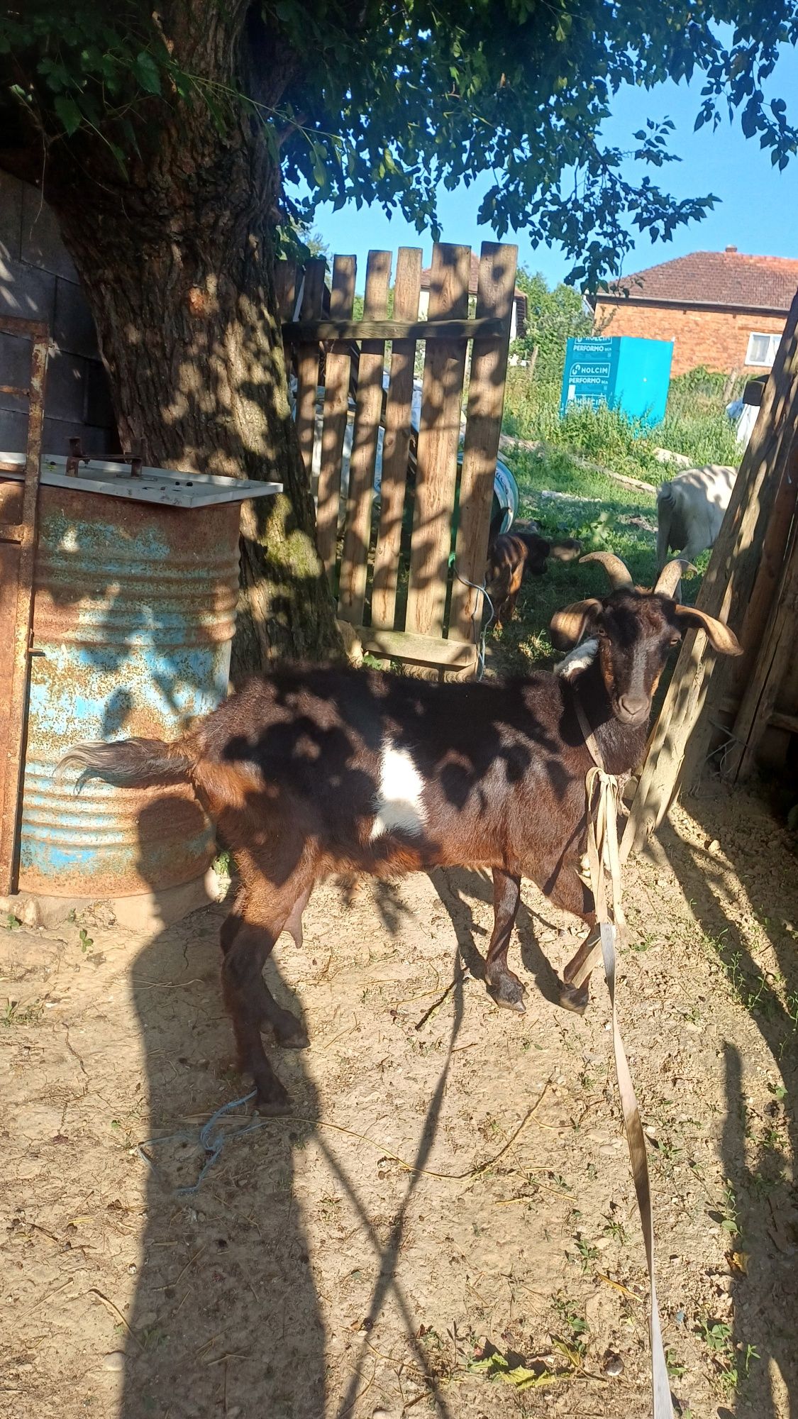 Vând capre bune de lapte