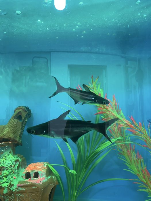 Baliqlar sotiladi 300 mindan