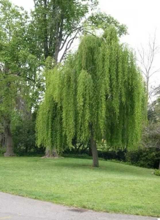 Salcie pletoasa ( salix babilonica ) 4 - 5m, plangatoare - curgatoare