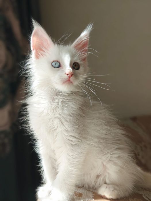 Котята Мейн-Куны