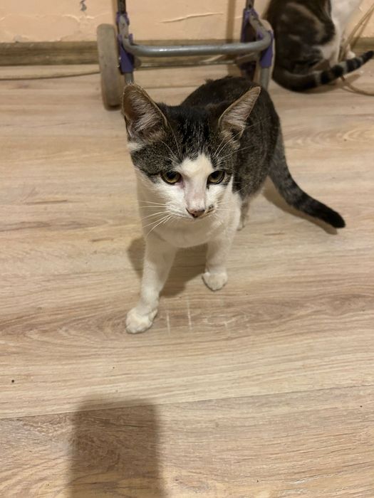 Pisicuțe spre adoptie
