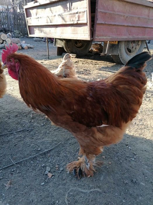 Vand cocosi rasa Brahma potarnichiu