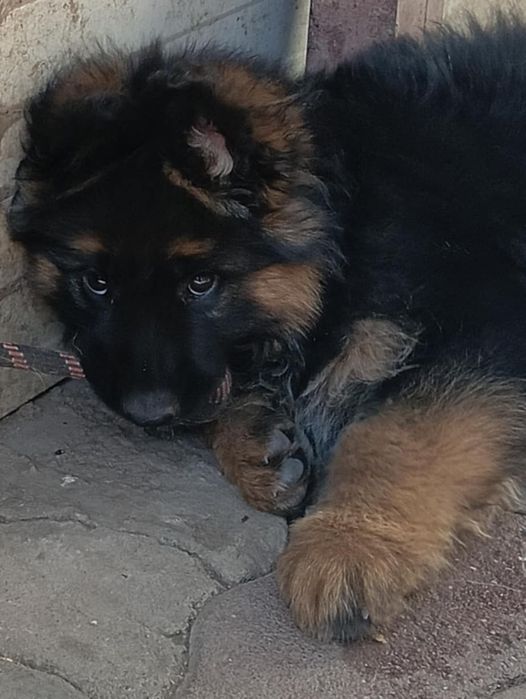 Свободни бебета чакат своите любящи стопани на 2,5м